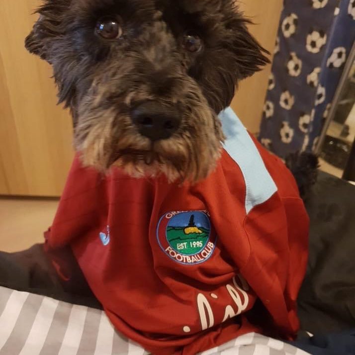 Dog wearing jersey